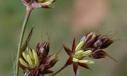 Gewone veldbies (Luzula campestris)