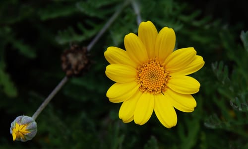 Gele kamille (Anthemis tinctoria)