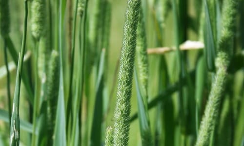 Gewoon timoteegras (Phleum pratense)