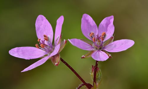 Reigersbek (Erodium cicutarium)