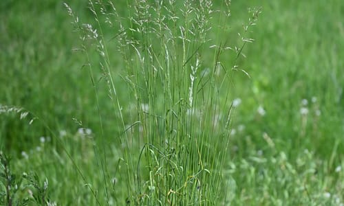 Glanshaver (Arrhenatherum elatius)