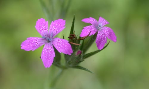 Ruige anjer BIO (Dianthus armeria)