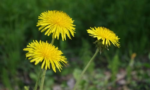 Paardenbloem BIO (Taraxacum officinale)