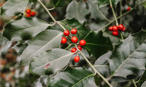 Sinterklaas en kerst cadeautjes voor tuinliefhebbers