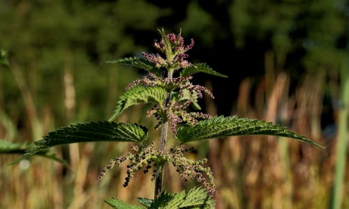 Grote brandnetel (Urtica dioica)