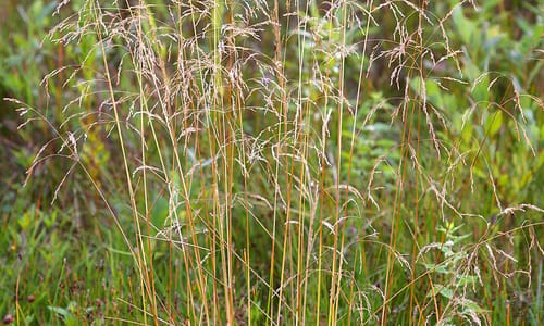 Ruwe smele (Deschampsia cespitosa)