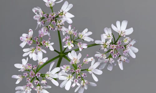 Koriander (Coriandrum sativum)