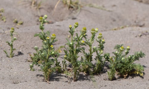 Schijfkamille (Matricaria discoidea)
