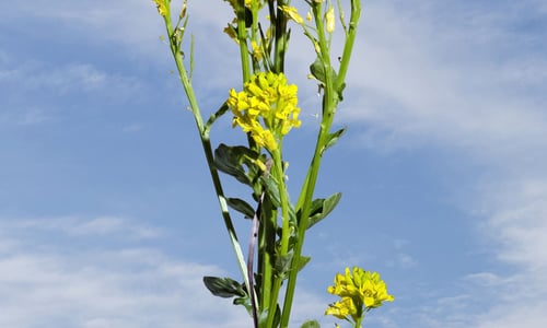 Gewoon barbarakruid (Barbarea vulgaris)