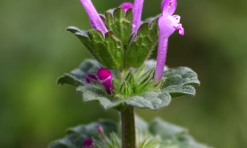 Hoenderbeet (Lamium amplexicaule)