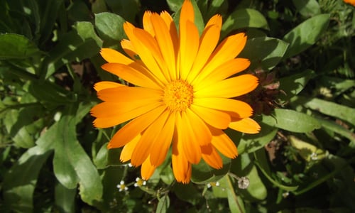 Tuingoudsbloem (Calendula officinalis)
