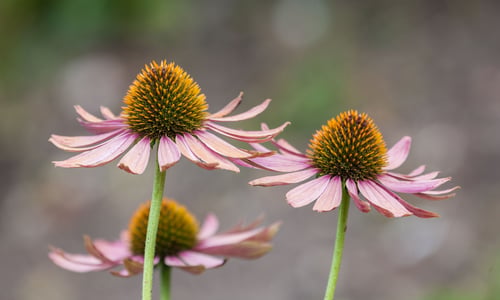Zonnehoed (Echinacea purpurea)
