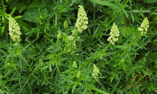 Wilde reseda (Reseda lutea)