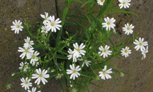 Grote muur (Stellaria holostea)