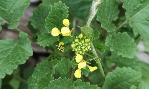 Herik (Sinapis arvensis)
