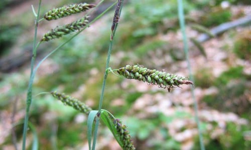 Zeegroene zegge (Carex flacca)