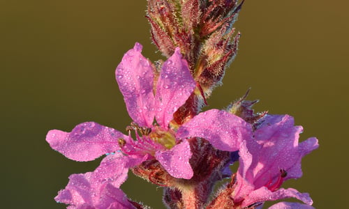 Grote kattenstaart (Lythrum salicaria)
