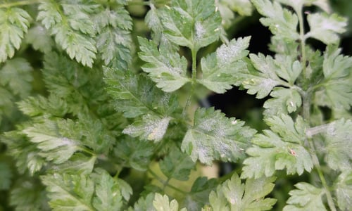 Kervel (Anthriscus cerefolium)