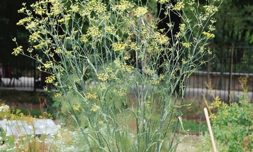 Venkel (Foeniculum vulgare)