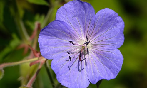 Beemdooievaarsbek (Geranium pratense)