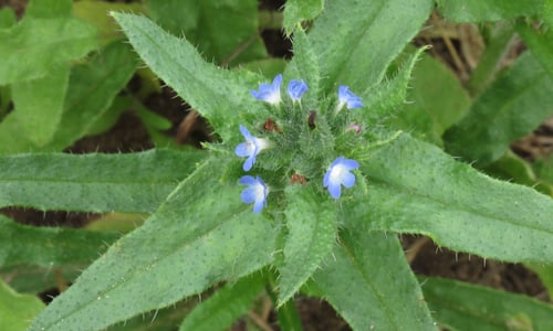 Kromhals (Anchusa arvensis)