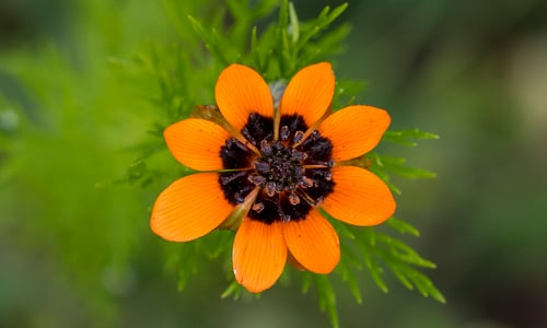 Zomeradonis (Adonis aestivalis)