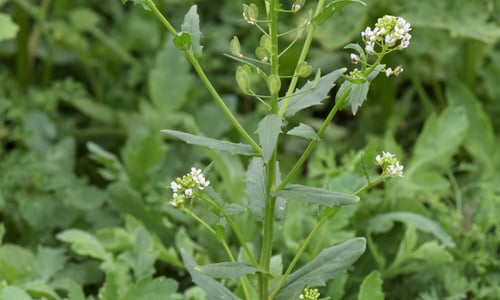 Witte krodde (Thlaspi arvense)