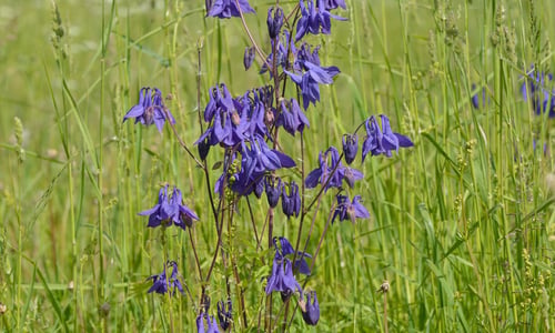 Wilde akelei (Aquilegia vulgaris)