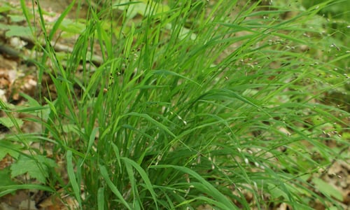 Eenbloemig parelgras (Melica uniflora)