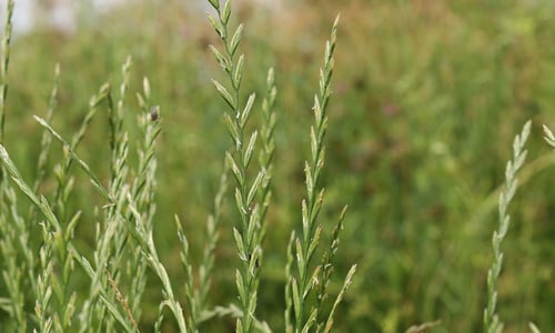 Engels raaigras BIO (Lolium perenne)