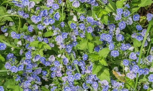 Gewone ereprijs (Veronica chamaedrys)
