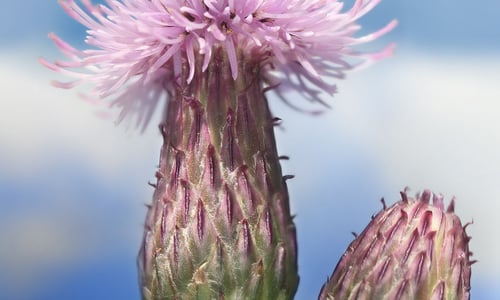 Akkerdistel (Cirsium arvense)