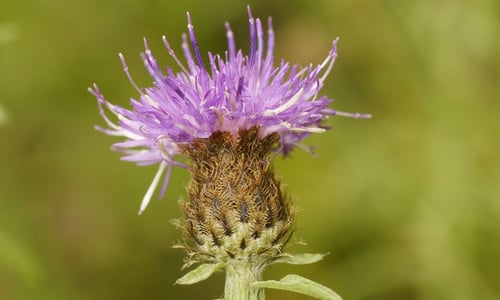 Zwart knoopkruid (Centaurea nigra)