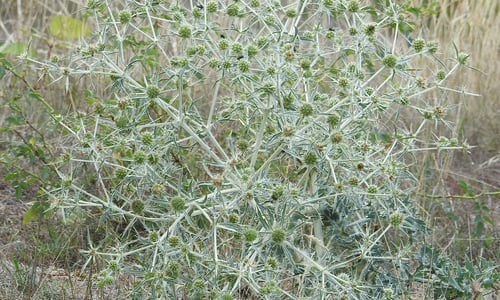 Echte kruisdistel (Eryngium campestre)