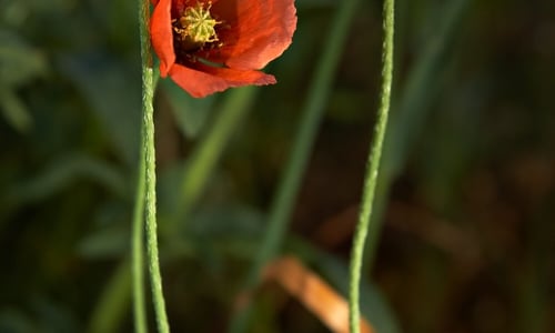 Bleke klaproos (Papaver dubium)