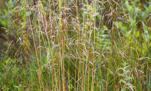 Ruwe smele (Deschampsia cespitosa)
