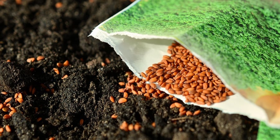 Veelgemaakte fouten bij het zaaien van inheemse zaden (en hoe je ze voorkomt)