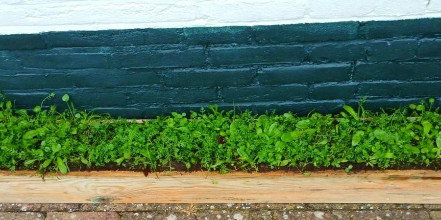 Nieuw: snel resultaat met bloemzoden