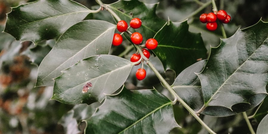 Sinterklaas en kerst cadeautjes voor tuinliefhebbers