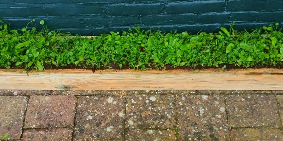 Nieuw: snel resultaat met bloemzoden