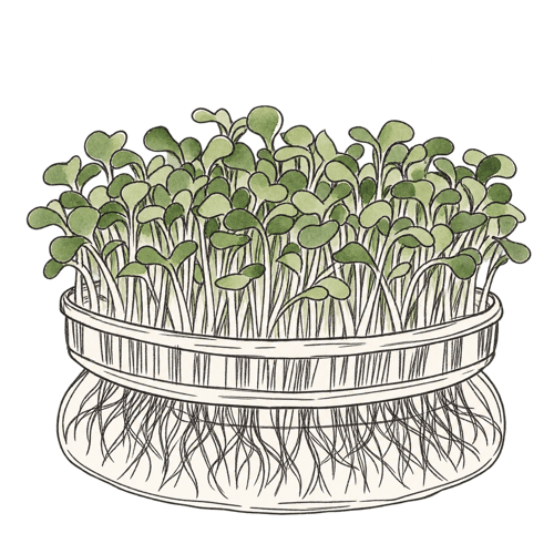Broccoli 'Calabrese' BIO (Gewone groene broccoli kiemgroente)