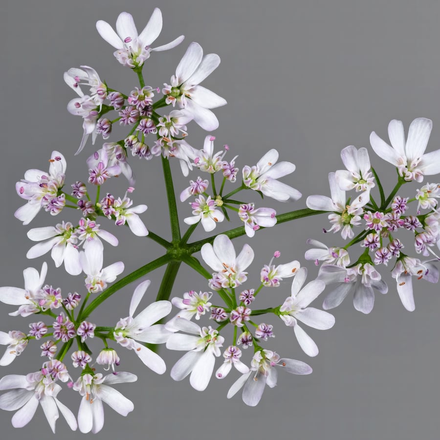 Koriander (Coriandrum sativum) zaden