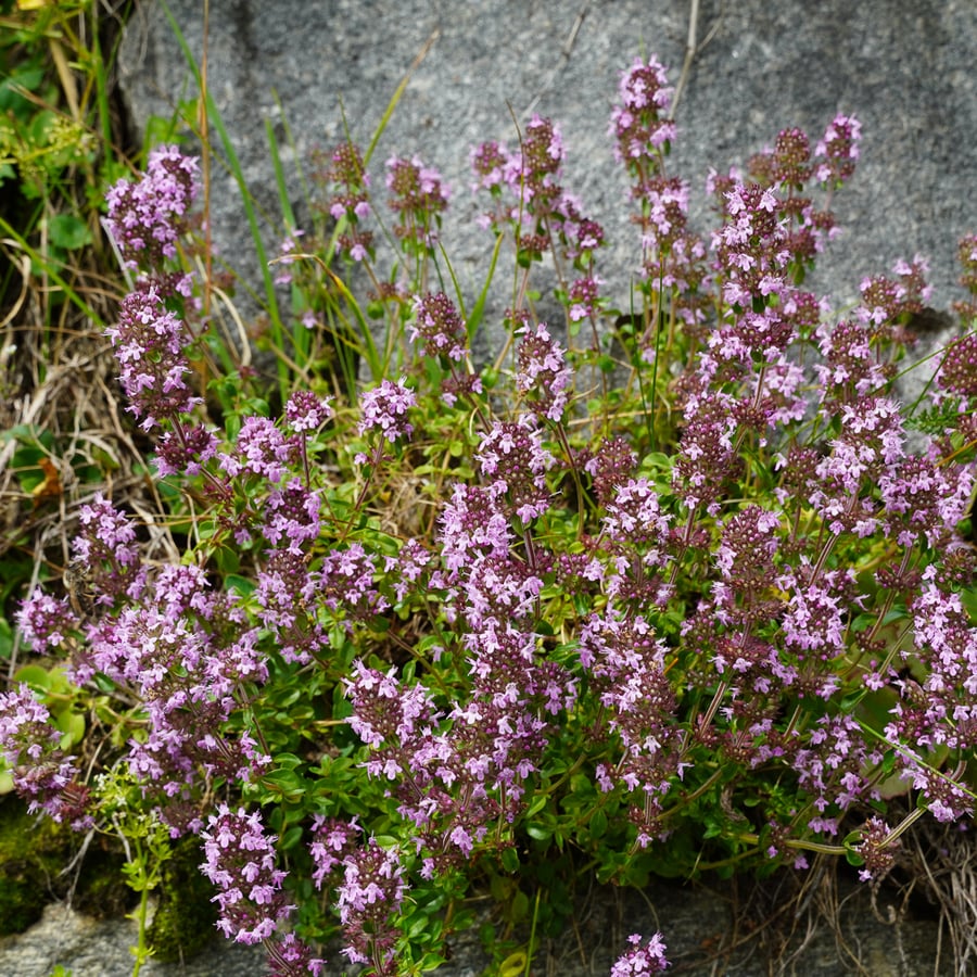 Echte tijm (Thymus vulgaris) zaden