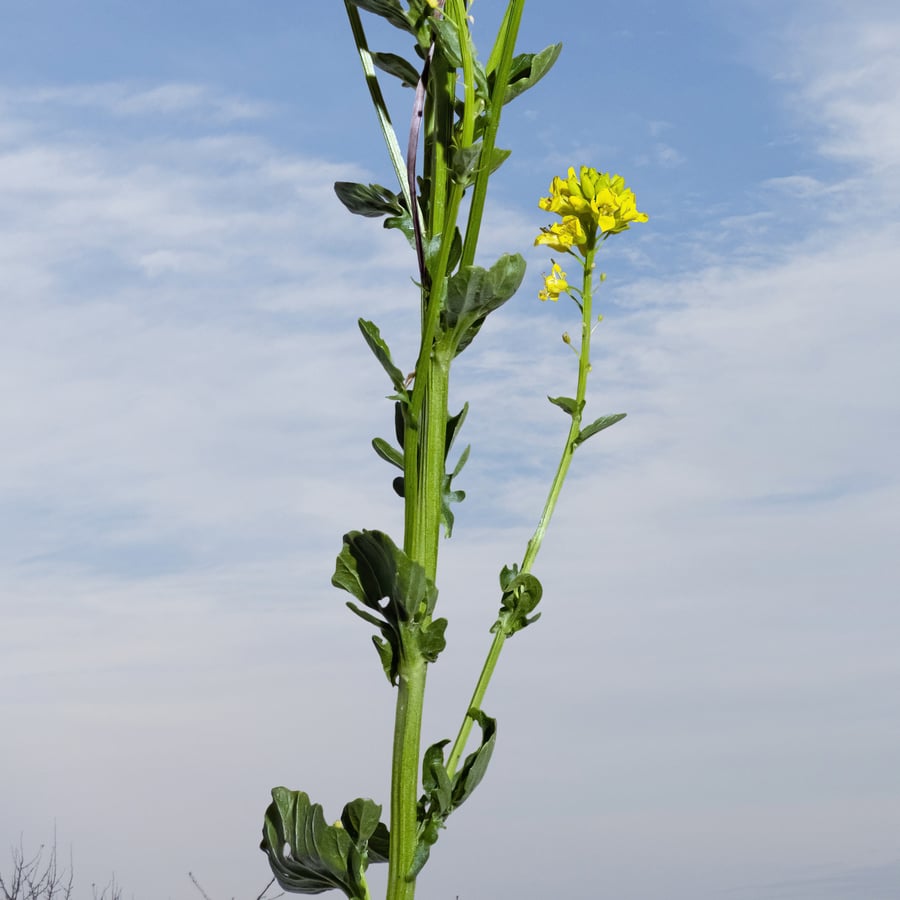 Gewoon barbarakruid (Barbarea vulgaris) zaden