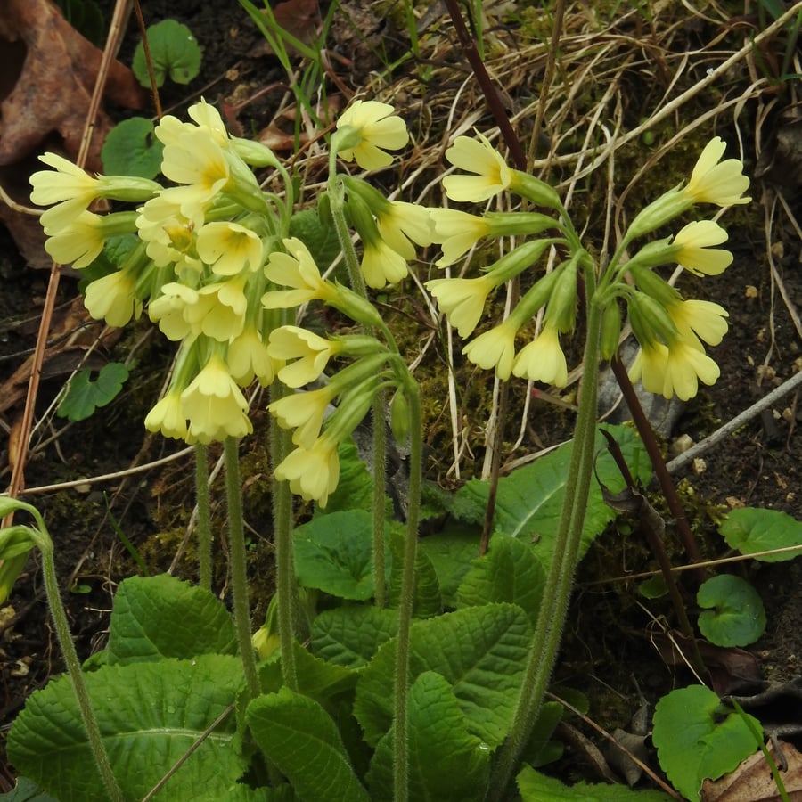 Slanke sleutelbloem (Primula elatior) zaden