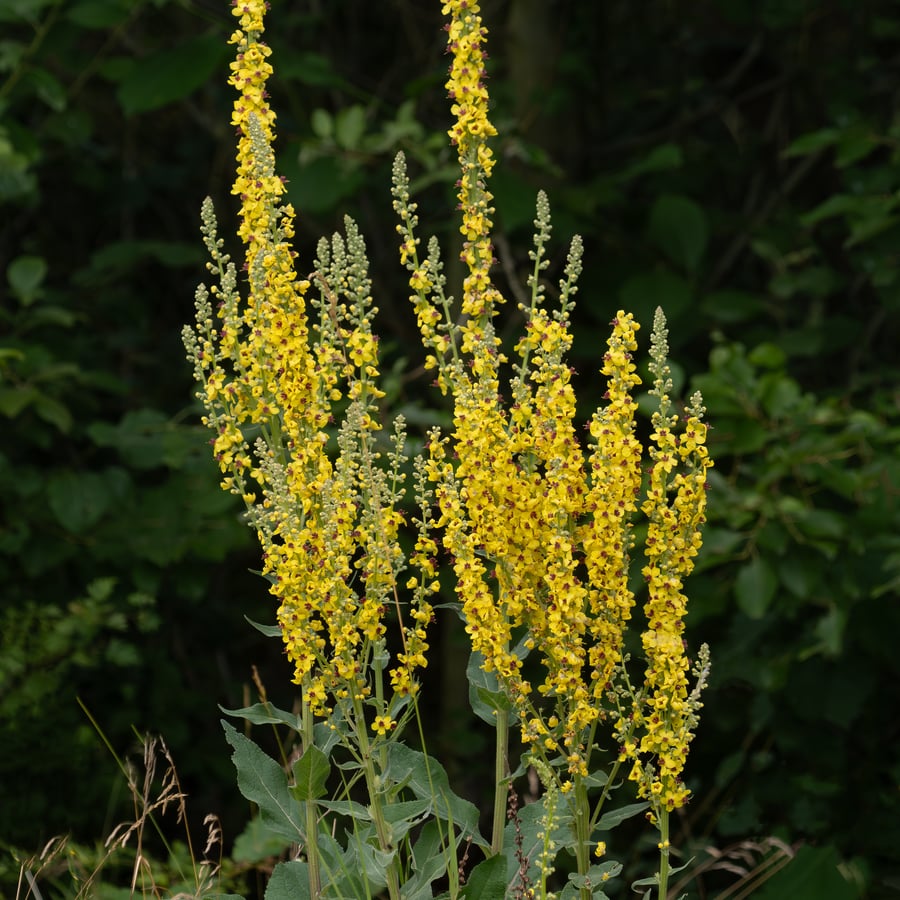 Zwarte toorts (Verbascum nigrum) zaden