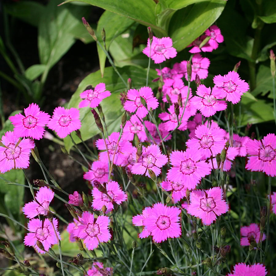 Steenanjer (Dianthus deltoides) zaden
