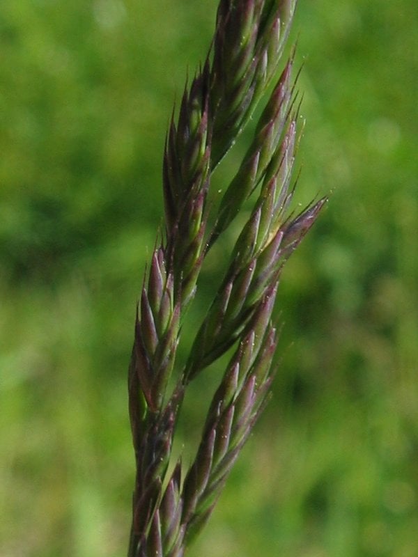 Rood zwenkgras (Festuca rubra) zaden