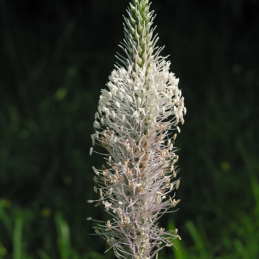 Ruige weegbree (Plantago media) zaden