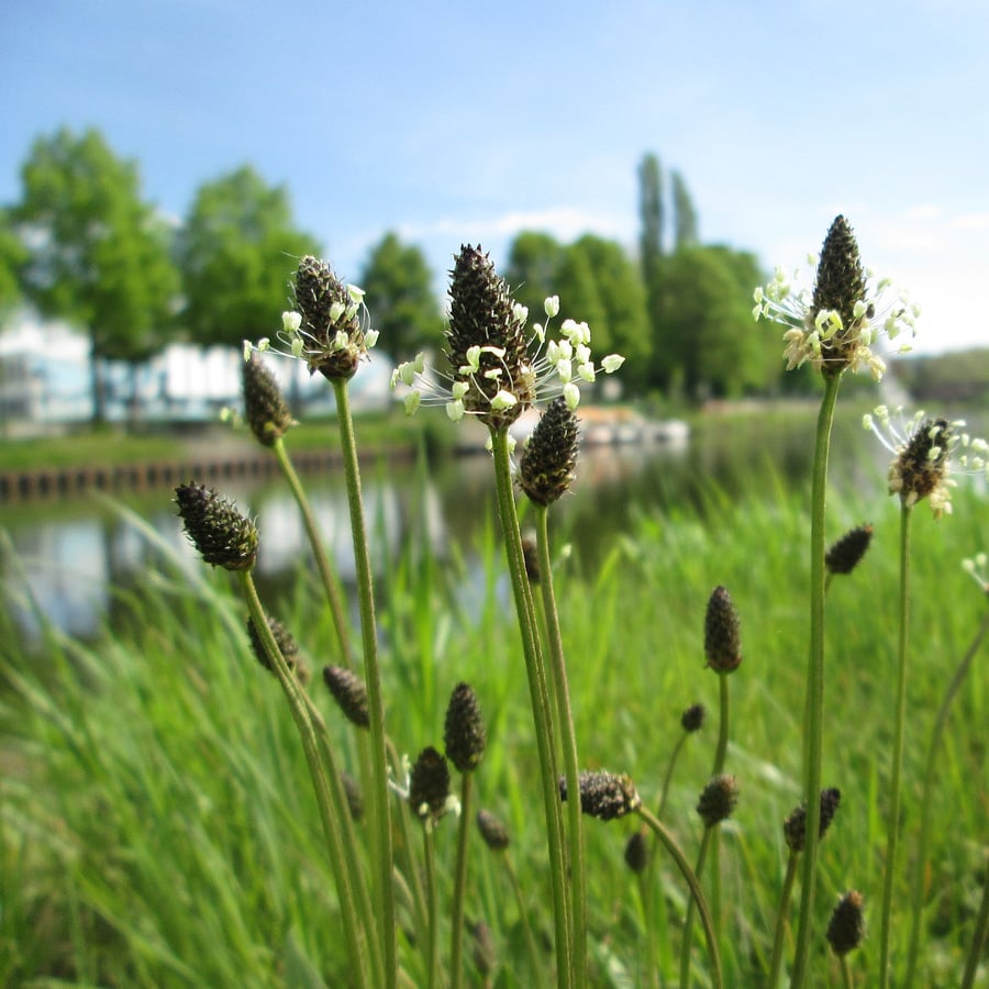 Smalle weegbree (Plantago lanceolata) zaden